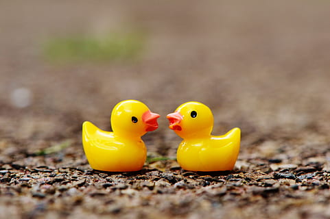 patos, figuras, dois, par, fofa, doce, muitos, amarelo, Pato de borracha, representação animal, brinquedo, foco seletivo, fechar-se, pássaro, ninguém, representação, animal, temas animais, terra, natureza, dois objetos, dia, Pato, Diversão, ainda vida, ao ar livre, 5K, CC0, domínio público, royalty free