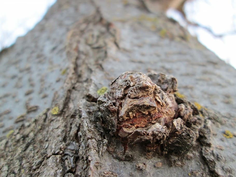 macro, legna, albero, pianta, vegetazione, nodo, crescita, un animale, fauna selvatica, animali allo stato selvatico, rettile, animale, giorno, tronco, strutturato, tronco d'albero, avvicinamento, nessuno, concentrarsi sulle conoscenze acquisite, natura, temi animali, ruvido, all'aperto, messa a fuoco selettiva, roccia, legno - materiale, abbaiare, testa di animale, 1080P