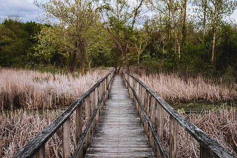 bruin, houten, dok, bomen, brug, borstel, pad, landschap, natuur, spoor, wild, wildernis, onderzoeken, avontuur, ontdekken, vind, dwalen, reis, groen, zomer, buitenshuis, Bos, zon, zonlicht, park, natuurlijk, seizoen, weg, licht, gras, helder, de lente, reizen, landelijk, zonnig, gebladerte, kleur, toneel-, hemel, tafereel, milieu, manier, lopen, fabriek, zonsondergang, dag, blauw, hout, boom, richting, de weg vooruit, kalmte, land-, niet-stedelijke scène, hout - materiaal, geen mensen, groei, verbinding, perspectief verminderen, rustige scène, ingebouwde structuur, voetpad, voetbrug, moeras, 1080P, CC0, publiek domein, royaltyvrij