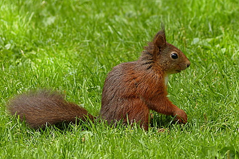 esquirol marró, esquirol, sciurus major, mamífer, alimentació, jardí, rosegador, animal, naturalesa, vida salvatge, marró, a l'aire lliure, bonic, herba, esponjós, temes d'animals, fauna animal, planta, un animal, cap gent, color verd, animals a la natura, vista lateral, dia, primer pla, camp, vertebrats, terra, petit, vista del perfil, 2K, CC0, domini públic, lliure de regalies