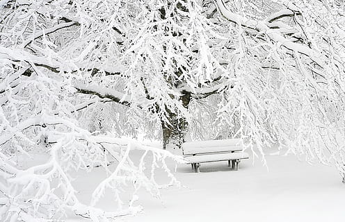 neu, cobert, arbre, banc, hivern, mount, muntanya, panoràmica, naturalesa, paisatge, alpinisme, esports de muntanya, cordillera, bosc, senderisme, descans, carretera de muntanya, arbres, caminar, fred, boira, temperatura de fred, Color blanc, nevar, temps, congelat, vent de neu, floc de neu, planta, cotxe, automòbil, manera de transport, transport, gel, vehicle terrestre, clima extrem, cap gent, bellesa a la natura, branca, neu profunda, 4K, CC0, domini públic, lliure de regalies