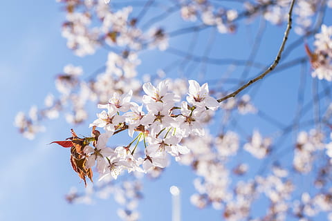 Sakura, Kirschbaum, Kirsche, Baum, Frühling, Blume, Natur, Rosa, Ast, Blühen, Blumen-, Garten, japanisch, Japan, Jahreszeit, blühend, Blütenblatt, orientalisch, Blau, blühende Pflanze, Pflanze, Zerbrechlichkeit, Verletzlichkeit, Frische, Schönheit in der Natur, Wachstum, Kirschblüte, Fokus auf den Vordergrund, Nahansicht, Tag, Zweig, weiße Farbe, keine Leute, Blütenkopf, Pollen, draußen, 5K, CC0, gemeinfrei, lizenzfrei