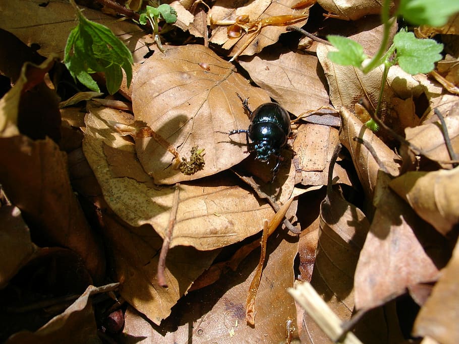 scarafaggio, foresta, insetto, natura, vicino, Scarabeo stercorario, coleotteri di terra, carabus, prato, strisciare, sottobosco, scarabeo stercorario della foresta, sonda, creatura, krabbeltier, verde, foglia, militare, all'aperto, soldato dell'esercito, giorno, persone, animali allo stato selvatico, fauna selvatica, temi animali, invertebrato, animale, parte vegetale, un animale, nessuno, vista dall'alto, avvicinamento, luce del sole, asciutto, pianta, bellezza nella natura, campo, le foglie, 1080P