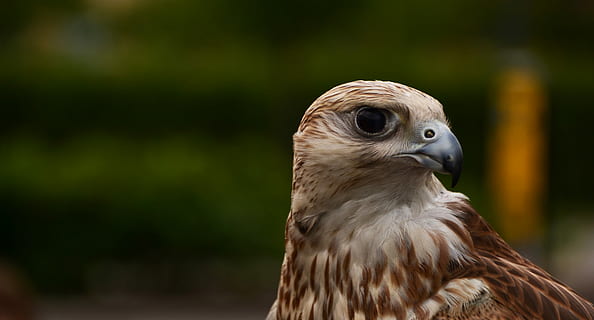 høg, leder, grøn, baggrund, hvid, Brun, eagle photography, fugl, ørn, fjer, portræt, dyr, dyre temaer, et dyr, dyreliv, hvirveldyr, dyr i naturen, rovfugl, fokus på forgrunden, tæt på, næb, dyr kropsdel, ingen mennesker, natur, dag, kigger væk, udendørs, dyr hoved, hawk - bird, falk - fugl, dyr øje, 4K, CC0, offentligt domæne, royaltyfrie