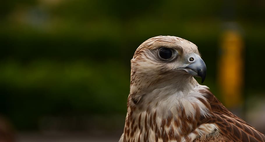 høg, leder, grøn, baggrund, hvid, Brun, eagle photography, fugl, ørn, fjer, portræt, dyr, dyre temaer, et dyr, dyreliv, hvirveldyr, dyr i naturen, rovfugl, fokus på forgrunden, tæt på, næb, dyr kropsdel, ingen mennesker, natur, dag, kigger væk, udendørs, dyr hoved, hawk - bird, falk - fugl, dyr øje, 4K