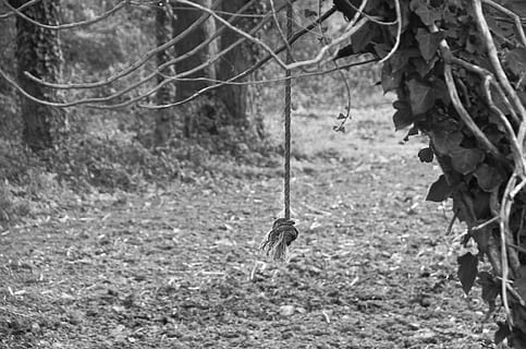 corda, node, cordes, corbata, fusta, trena, blanc i negre, naturalesa, branques, arbre, a l'aire lliure, bosc, branca, terra, planta, dia, animal, mamífer, temes d'animals, un animal, penjant, vertebrats, cap gent, centrar-se en primer pla, part de la planta, full, camp, creixement, 4K, CC0, domini públic, lliure de regalies