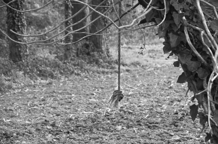 corda, node, cordes, corbata, fusta, trena, blanc i negre, naturalesa, branques, arbre, a l'aire lliure, bosc, branca, terra, planta, dia, animal, mamífer, temes d'animals, un animal, penjant, vertebrats, cap gent, centrar-se en primer pla, part de la planta, full, camp, creixement, 4K
