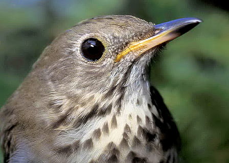 selektiv, fokus foto, grå, thrush fugl, fugl, trøske, makro, tæt på, dyreliv, fjer, ansigt, næb, øje, tan, natur, dyr, vild, aviær, dyre temaer, et dyr, hvirveldyr, dyr i naturen, fokus på forgrunden, rovfugl, dyr kropsdel, ingen mennesker, dyr hoved, dag, leder, udendørs, dyr øje, ørn, profilvisning, 1080P, CC0, offentligt domæne, royaltyfrie