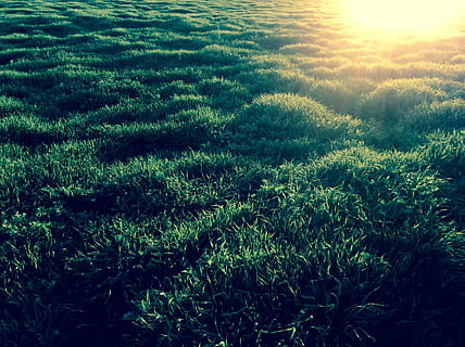 Gras, Sonnenuntergang, Textur, Natur, Hintergründe, Sommer-, draußen, Pflanze, Wachstum, grüne Farbe, Schönheit in der Natur, Ruhe, Land, Feld, ruhige Szene, keine Leute, Landschaft, Szenen - Natur, Tag, Sonnenlicht, Umgebung, üppiges Laub, Laub, ländliche Szene, 2K, CC0, gemeinfrei, lizenzfrei