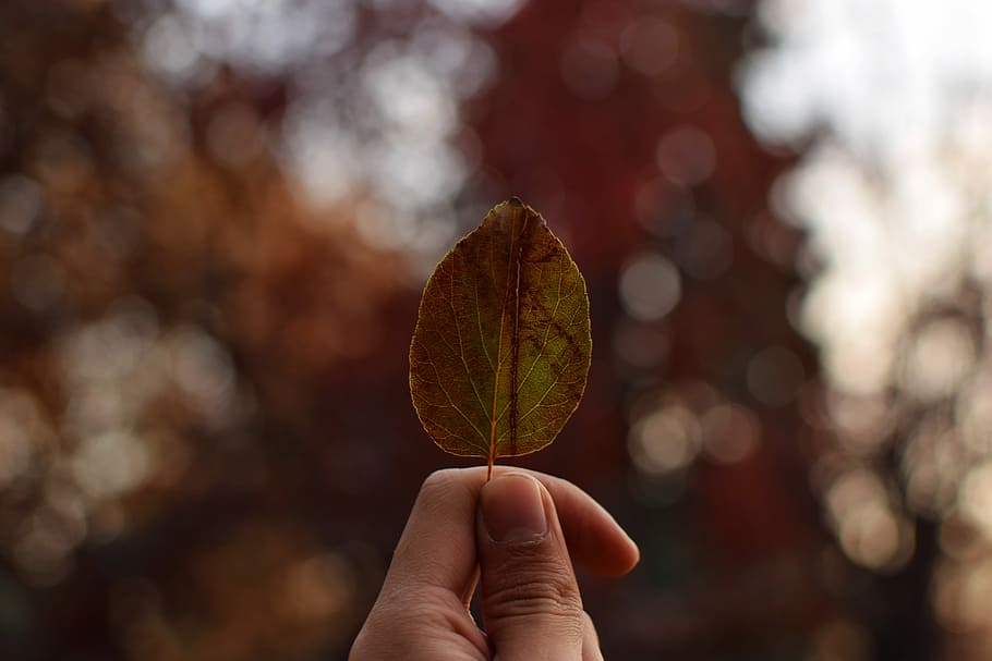 la fulla, persona, celebració, marró, full, bookeh, caure, mà humana, mà, una persona, part del cos humà, part de la planta, centrar-se en primer pla, primer pla, perspectiva personal, part del cos, dit, naturalesa, dit humà, a l'aire lliure, planta, arbre, dia, persona irreconeixible, petit, 5K