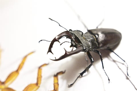 stag beetle, aquilone, insetto, attacco, invertebrato, animale, fauna selvatica, temi animali, un animale, animali allo stato selvatico, avvicinamento, sfondo bianco, messa a fuoco selettiva, nessuno, antenna animale, parte del corpo animale, natura, girato in studio, zoologia, ala animale, scarafaggio, in casa, giorno, 5K, CC0, dominio pubblico, privo di copyright