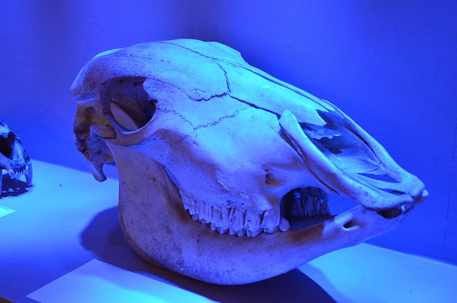 cranio, cavall, os, esquelet, animal, temes d'animals, mar, sota l'aigua, aigua, part del cos dels animals, un animal, fauna animal, crani d’animals, cap gent, animals a la natura, primer pla, dents d’animals, marí, la vida marina, a l'interior, cap d’animals, peix, vertebrats, boca d’animals, boca oberta, 5K