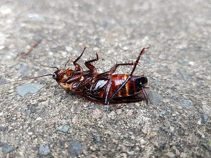 rodes, error, insectes, fauna animal, temes d'animals, un animal, animal, animals a la natura, invertebrat, insecte, primer pla, dia, cap gent, enfocament selectiu, naturalesa, artròpode, a l'aire lliure, aràcnids, zoologia, aranya, sòlid, textura, rock, 4K, CC0, domini públic, lliure de regalies