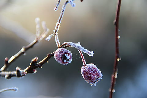 vinter, makro, frugt, lyserød, bær, natur, tæt på, afdeling, plante, frost, koldtemperatur, sæson, udendørs, Frosset, is, træ, ingen mennesker, sne, kold temperatur, Kvist, fisse pil, fokus på forgrunden, skønhed i naturen, vækst, dag, blomst, selektiv fokusering, skrøbelighed, forår, 5K, CC0, offentligt domæne, royaltyfrie