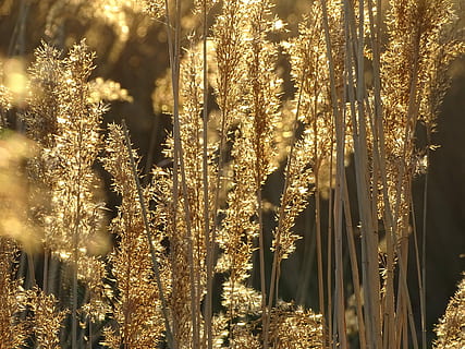 puesta de sol, oro, noche, ligero, Dom, amarillo, planta, árbol, crecimiento, tranquilidad, bosque, nadie, belleza en la naturaleza, naturaleza, tierra, luz del sol, iluminado, decoración, al aire libre, día, tronco de arbol, escena tranquila, el maletero, Navidad, invierno, equipo de iluminación, 5K, CC0, dominio público, libre de derechos