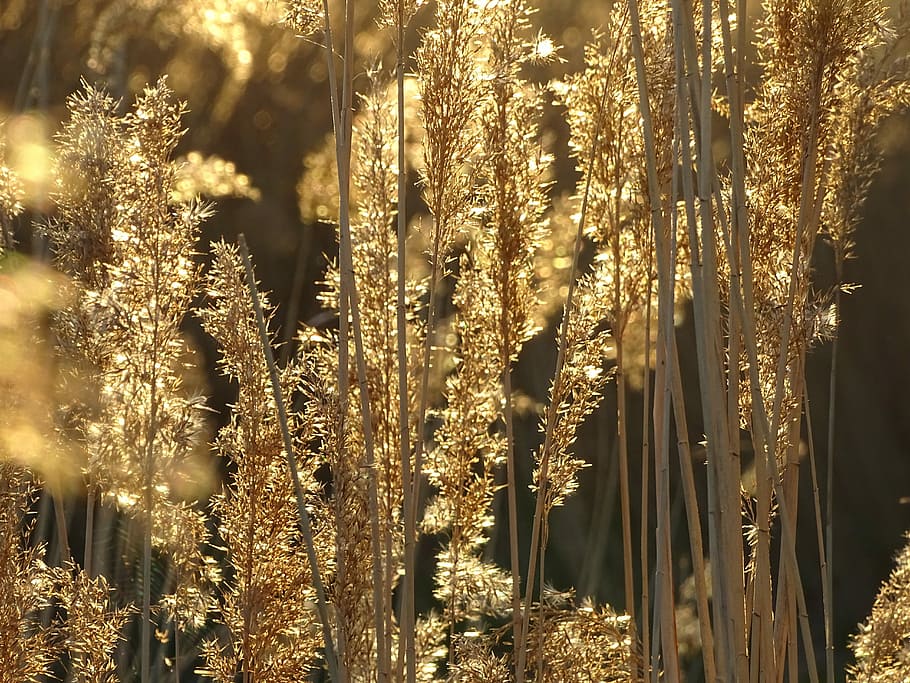 puesta de sol, oro, noche, ligero, Dom, amarillo, planta, árbol, crecimiento, tranquilidad, bosque, nadie, belleza en la naturaleza, naturaleza, tierra, luz del sol, iluminado, decoración, al aire libre, día, tronco de arbol, escena tranquila, el maletero, Navidad, invierno, equipo de iluminación, 5K