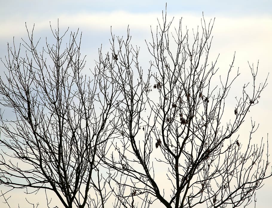 træ, æbletræ, vinter, have, silhuet, himmel, afdeling, lav vinkel visning, ingen mennesker, plante, bare træ, skønhed i naturen, natur, ro, sky - himmel, dag, udendørs, scenics - natur, vækst, rolig scene, ikke-urbane scene, fugl, død plante, 4K