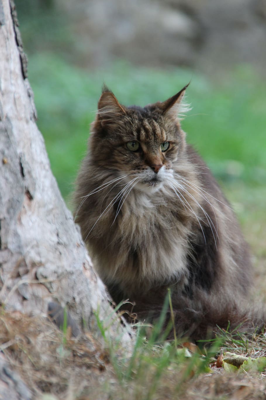 Katze, braun, Pelz, weich, wunderschönen, Natur, edel, pelzig, Haustier, wachsam, Augen, Barthaare, Hauskatze, Tier, Haustiere, süß, draußen, Säugetier, katzenartig, suchen, Tierthemen, inländisch, ein Tier, keine Leute, Wirbeltier, Tag, Baum, Pflanze, Sitzung, Porträt, Land, selektiver Fokus, Maine Coon Katze, Whisker, 5K