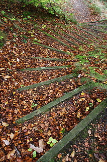 feuilles, la nature, progressivement, l'automne, forêt, marche, wanderfpad, chemin, une façon, chemin forestier, escaliers, feuille, en plein air, saison, arbre, personne, plante, image couleur, changement, vue grand angle, journée, partie de la plante, terre, champ, tranquillité, sec, beauté dans la nature, chute, escalier, croissance, plein cadre, désordonné, condition naturelle, 1080P, CC0, domaine public, libre de droits