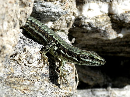llangardaix, hir, tancar, temes d'animals, animal, animals a la natura, fauna animal, un animal, rèptil, vertebrats, sòlid, primer pla, rock, rock - object, cap gent, naturalesa, centrar-se en primer pla, dia, textura, a l'aire lliure, part del cos dels animals, zoologia, escala d’animals, cap d’animals, 2K, CC0, domini públic, lliure de regalies