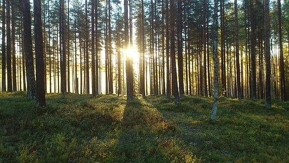 trær, gressfoto, dagtid, skog, solenergi, furu, lys, sol, morgen, kveld, høye trær, natur, tre, dag, skjønnhet i naturen, sollys, anlegg, land, ro, vekst, rolig scene, naturskjønnhet - natur, ikke-urbane scene, solstråle, stamme, trestamme, landskap, ingen folk, miljø, lysskjær, streaming, nåletre, 2K, CC0, offentlig domene, opphavsrett gratis