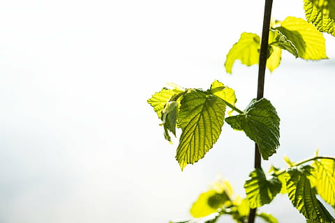 reklama, lapai, antraštė, Uždaryti, pobūdį, fonas, atvirukas, lazdyno riešutai, lazdyno riešutų nardymas, žalia spalva, kopijavimo vietos, augalų, medis, Iš arti, augimą, Žemdirbystė, nėra žmonių, augalų dalis, šviežumas, lauke, grožis gamtoje, Maistas ir gėrimai, maisto, dieną, filialas, vaisiai, geltona, sveika mityba, žolė, 5K, CC0, Viešasis domenas, nemokamai