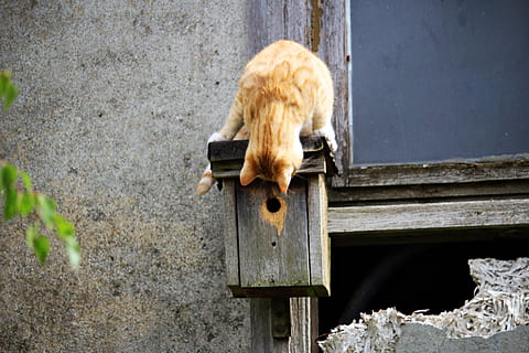 marró, gat, negre, casa dels ocells, durant el dia, ocell negre, gatet, aviari, verat, gat vermell, tabby de verat vermell, gat jove, gat domèstic, mieze, un animal, temes d'animals, a l'aire lliure, dia, fauna animal, hivern, mamífer, nacional, animals domèstics, mascotes, vertebrats, cap gent, material de fusta, naturalesa, relaxació, felí, rosegador, gat de gingebre, 5K, CC0, domini públic, lliure de regalies