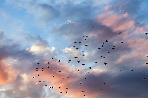 le coucher du soleil, des nuages, cloudscape, des oiseaux, la nature, lumière du soleil, bleu, de plein air, lumière, Orange, soir, océan, Aube, nuages ​​du ciel, coloré, vol rapide, oiseaux qui tombent, ciel, scénique, rouge, spectaculaire, incroyable, système météorologique, couleurs, variation, chaotique, vite, la vitesse, agilité, parc, faune, rêver, acrobate, concentrer, échapper, agile, dom, scène, nuage - ciel, en volant, multi couleur, grand groupe d'animaux, vertébré, thèmes animaux, groupe d'animaux, oiseau, animaux à l'état sauvage, animal, la faune des animaux, vol d'oiseaux, en plein air, faible angle de vue, personne, mouvement, beauté dans la nature, 5K, CC0, domaine public, libre de droits