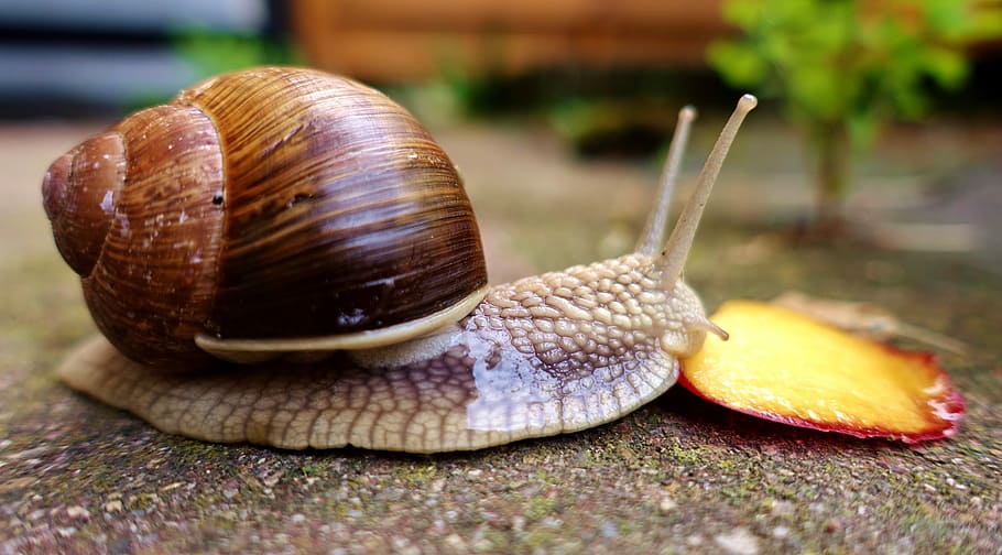 selektiv, fokus fotografering, snegl, grå, overflade, spise, fersken, skal, kravle, mollusk, langsomt, natur, land snegle, tæt, snegl shell, slim, slimet, dyreliv, dyr, dyre temaer, havsnegle, et dyr, dyreskal, hvirvelløse, tæt på, dyr i naturen, dyr antenne, ingen mennesker, dyr kropsdel, selektiv fokusering, kedsomhed, dag, 5K
