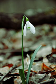 vår, Snowdrop, vårblomst, makro, blomst, blomstrende plante, skjønnhet i naturen, anlegg, sårbarhet, vekst, friskhet, skjørhet, nærbilde, petal, natur, blad, fokusere på forgrunnen, plante del, ingen folk, dag, hvit farge, inflorescence, blomsterhodet, utendørs, renhet, 4K, CC0, offentlig domene, opphavsrett gratis