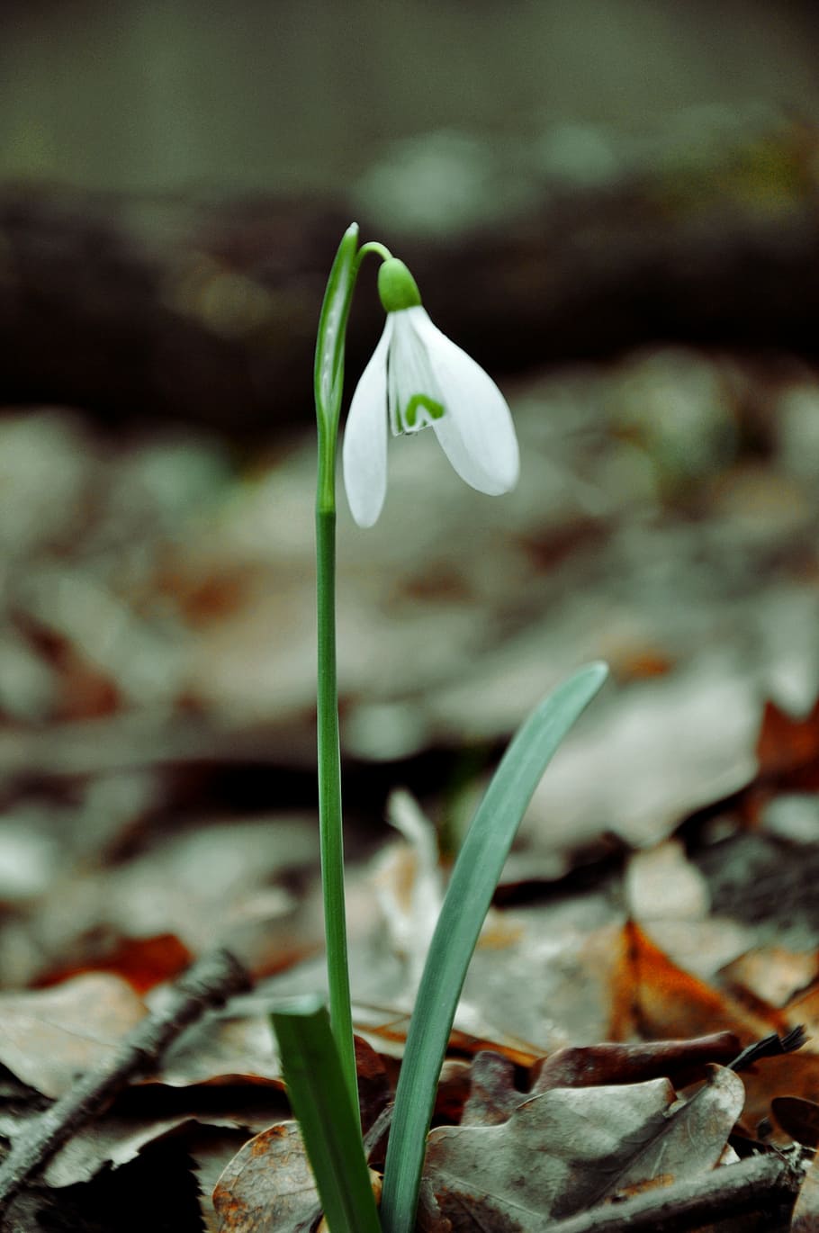 primavera, snowdrop, flor de primavera, macro, flor, planta amb flors, bellesa a la natura, planta, vulnerabilitat, creixement, frescor, fragilitat, primer pla, pètal, naturalesa, full, centrar-se en primer pla, part de la planta, cap gent, dia, Color blanc, inflorescència, cap de flor, a l'aire lliure, puresa, 4K