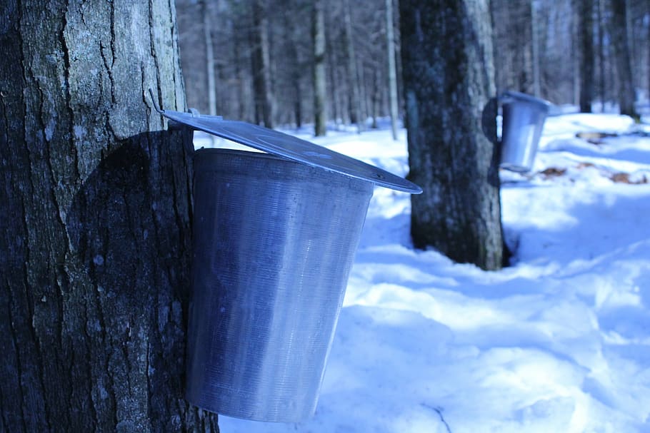 sirop, maple, sucre, xarop, Canadà, fusta, québec, cub, metall, xarop d'auró, tirar, arbre, hivern, neu, tronc de l'arbre, tronc, temperatura de fred, centrar-se en primer pla, dia, blau, cap gent, material de fusta, naturalesa, primer pla, planta, tassa, a l'aire lliure, menjar i beguda, contenidor, 5K