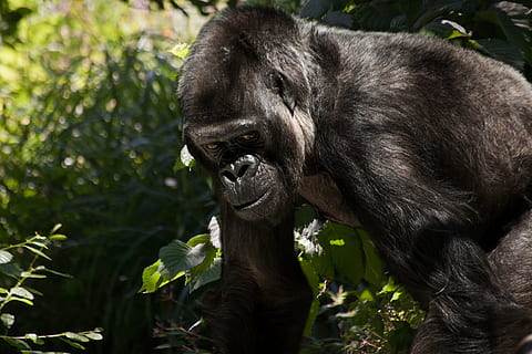 musta gorilla, gorilla, apina, eläin, silverback, musta, nisäkäs, hallitseva, voimakas, vaikuttava, hopeanharmaa, johtaja, synkkä, elinympäristö, eläinten maailma, kädellinen, pää, katsella, eläinten teemoja, yksi eläin, eläinten villieläimet, eläimiä, selkärankainen, päivä, ei ihmisiä, kasvi, luonto, musta väri, keskittyä etualalle, puu, ulkona, muotokuva, suu auki, 4K, CC0, public domain, rojaltivapaa