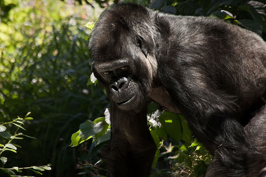 sort gorilla, gorilla, abe, dyr, Silverback, sort, pattedyr, dominerende, magtfulde, pålægge, sølvfarvet gråt, leder, barsk, levested, dyr verden, primat, hoved, holde øje, dyre temaer, et dyr, dyreliv, dyr i naturen, hvirveldyr, dag, ingen mennesker, plante, natur, sort farve, fokus på forgrunden, træ, udendørs, portræt, munden åben, 4K