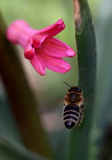 ดอกผักตบชวา, ผึ้ง, เที่ยวบิน, การผสมเกสรดอกไม้, สีชมพู, ดอกไม้, Insecta, กลีบดอก, ฤดูใบไม้ผลิ, ธรรมชาติ, ปลูก, ความงามในธรรมชาติ, ไม้ดอก, สัตว์, ธีมสัตว์, ใกล้ชิด, สัตว์ที่ไม่มีกระดูกสันหลัง, แมลง, สัตว์ป่า, กลีบดอกไม้, สัตว์ในป่า, สัตว์หนึ่งตัว, ความสด, ความบอบบาง, ความอ่อนแอ, เลือกโฟกัส, ไม่มีคน, หัวดอกไม้, กลางแจ้ง, สีม่วง, 1080P, CC0, โดเมนสาธารณะ, ค่าลิขสิทธิ์ฟรี