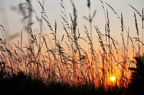 overfladisk, fokus, hvedemark, solnedgang, lavt fokus, vest, græs, natur, korn plante, landbrug, Mark, afgrøde, landlige scene, plante, skønhed i naturen, himmel, vækst, ingen mennesker, jord, silhuet, ro, scenics - natur, rolig scene, udendørs, orange farve, sol, sky - himmel, miljø, stilk, 2K, CC0, offentligt domæne, royaltyfrie
