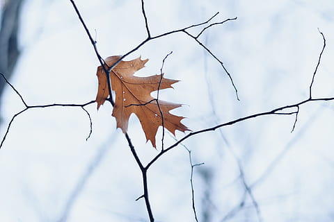 brun, tørke, blad bilde, dagtid, blad, vinter, falle, dødt blad, natur, frost, løvverk, kald, gel, blader, frosne blader, høstløv, treblad, gult ark, tre, hvit bakgrunn, morgen, vinterlandskap, dramatisk, unik, høst, plante del, gren, himmel, anlegg, endring, dag, fokusere på forgrunnen, ingen folk, nærbilde, lav vinkel visning, utendørs, skjønnhet i naturen, skjørhet, bare tre, kvist, lønneblad, naturlig tilstand, høstsamling, 1080P, CC0, offentlig domene, opphavsrett gratis