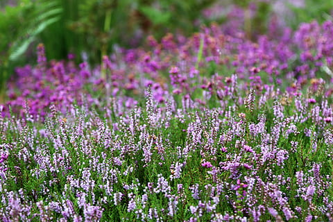 felt, blomster, hage, petals, blomstringen, uklarhet, nærbilde, delikat, miljø, flora, fokus, vekst, utendørs, anlegg, årstid, vill, blomst, blomstrende plante, skjønnhet i naturen, friskhet, lilla, sårbarhet, skjørhet, natur, land, lavendel, ingen folk, botanikk, blomsterseng, blomstre, blomsterhodet, inflorescence, selektiv fokusering, våren, urt, prydhage, 5K, CC0, offentlig domene, opphavsrett gratis