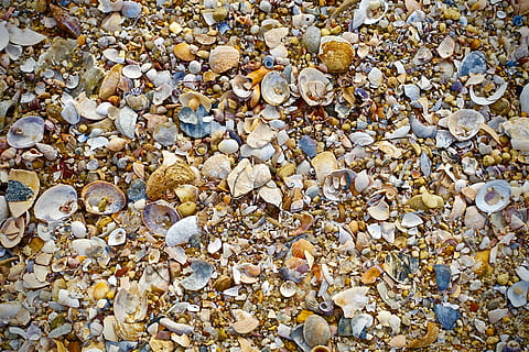 Muscheln, Strand, Sand, Strandszene, Kieselstein, Hintergründe, Natur, Rock - Objekt, Stein - Objekt, abstrakt, Muster, texturiert, Meer, Rock, Land, Fülle, Vollbild, solide, Stein, große gruppe von gegenständen, Tag, keine Leute, Schale, Muschel, draußen, High Angle View, Sonnenlicht, 5K, CC0, gemeinfrei, lizenzfrei