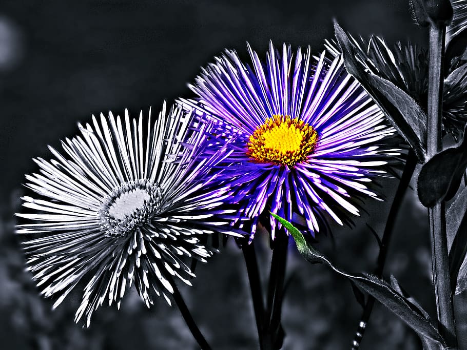 blomst, blomster, sommer, natur, have, plante, blomstring, violette blomster, blomstrende plante, skrøbelighed, sårbarhed, blomsterhoved, friskhed, blomsterstand, vækst, skønhed i naturen, kronblad, tæt på, lilla, fokus på forgrunden, ingen mennesker, pollen, botanik, udendørs, forår, 4K