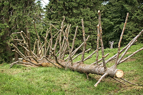 ramuri, estetic, vechi, copac, îmbinare, copac vechi, arbore copac, spart, trunchi de copac, natură, lemn, mort, descompunere, Strunk, arborele căzut, Buturuga, trib, Culoarea verde, pădure, în aer liber, iarbă, rural, peisaj, nici o persoana, plantă, zi, un animal, teren, liniște, creştere, lemn - material, camp, trompă, frumusețe în natură, o scenă liniștită, scenă non-urbană, 5K, CC0, domeniu public, fără drepturi de autor