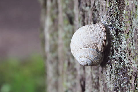 hlemýžď, strom, plaz, shell, Příroda, měkkýš, zvíře, les, bydlení, zahrada, spirála, pomalu, Ulita šneka, stvoření, plazit se, letní, živočišného světa, zavřít, kmen stromu, zvířat, kufr, detail, jednoho zvířete, zaměřit se na popředí, zvířecí shell, nikdo, den, rostlina, zvířata ve volné přírodě, bezobratlý, selektivní zaměření, plži, venku, 2K, CC0, veřejná doména, bez autorských práv
