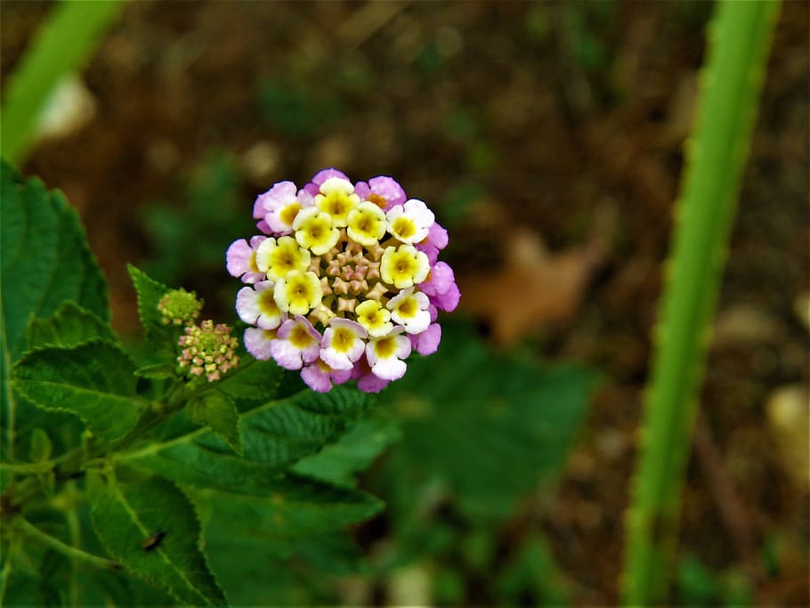 petit, flor, groc, blanc, flor minúscula, blau, verd, jardí, naturalesa, planta, color verd, primer pla, estiu, a l'aire lliure, bellesa a la natura, primavera, cap de flor, pètal, full, macro, creixement, fragilitat, frescor, planta amb flors, vulnerabilitat, inflorescència, part de la planta, dia, cap gent, centrar-se en primer pla, lantana, 4K