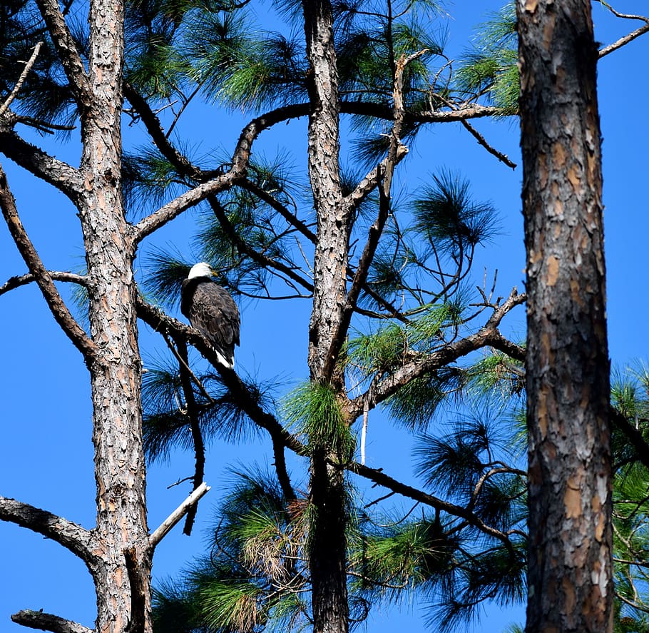 àguila calba, ocell, àguila, vida salvatge, selva forestal, naturalesa, salvatge, raptor, animal, depredador, símbol, vol, americà, presa, blanc, bec, plomes, aviària, ala, haliaeetus, volar, leucocephalus, caçador, cel, nacional, majestuós, EUA, orgull, arbre, planta, tronc, tronc de l'arbre, blau, branca, vista d’angle baix, cel clar, temes d'animals, animals a la natura, vertebrats, fauna animal, dia, cap gent, tranquil·litat, a l'aire lliure, 4K