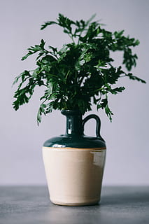 parslel, cucumbers, green, peas, greenery, green peas, vegetables, spices, vase, pottery, plant, flower Pot, leaf, nature, studio shot, potted plant, bottle, no people, bonsai tree, plant part, growth, close-up, indoors, tree, table, beauty in nature, still life, green color, houseplant, container, focus on foreground, decoration, 5K