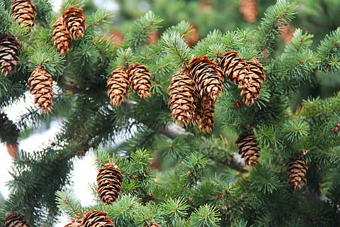 Kiefer Nachteile, Tannenzapfen, Zapfen, Baum, Grün, Herbst, Gelb, Orange, Blätter, golden, Wanaka, Neuseeland, Weihnachten, Tannenbaum, Dekoration, Ast, Natur, Kiefer, Fichte, Nadel - Pflanzenteil, Nadelbaum, Pflanze, Pinaceae, grüne Farbe, keine Leute, Schönheit in der Natur, Wachstum, Nahansicht, Tag, Fokus auf den Vordergrund, Blatt, draußen, Pflanzenteil, Wald, Kiefernwald, 2K, CC0, gemeinfrei, lizenzfrei
