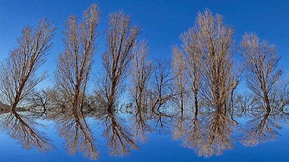 nua, arbres, cos, aigua, durant el dia, fons, mirall, reflexió, il · lusió óptica, arbre, cel, blau, naturalesa, branca, temporada, a l'aire lliure, bosc, planta, arbre nu, vista d’angle baix, tranquil·litat, cap gent, cel clar, bellesa a la natura, dia, escenics - natura, hivern, creixement, temperatura de fred, terra, arbre de coníferes, 4K, CC0, domini públic, lliure de regalies