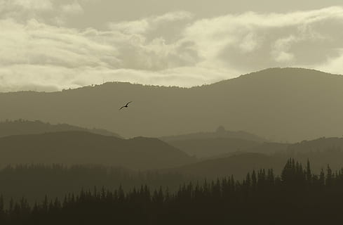 bird, flying, mountain, trees, landscape photography, silhouette, forest, cloud, layers, sepia, brown, landscape, distance, background, wallpaper, flight, golden hour, gold, scenics - nature, beauty in nature, tranquil scene, sky, tranquility, cloud - sky, animal, animal themes, mountain range, tree, vertebrate, non-urban scene, no people, animals in the wild, nature, one animal, outdoors, 4K, CC0, public domain, royalty free