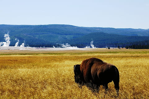 buvol, yellowstone, savec, zvířat, zvíře, tráva, rostlina, domácí zvířata, pole, krajina, přistát, nebe, Příroda, životní prostředí, obratlovců, jednoho zvířete, scenics - příroda, hospodářských zvířat, krása v přírodě, strom, nikdo, býložravý, venku, 2K, CC0, veřejná doména, bez autorských práv