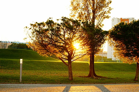 contra a luz, árvore, por do sol, park - homem fez espaço, ao ar livre, natureza, plantar, luz solar, céu, grama, rua, cidade, Dom, ninguém, arquitetura, parque, exterior do edifício, reflexo de lente, crescimento, campo, trilha, raio de Sol, transmissão, 4K, CC0, domínio público, royalty free